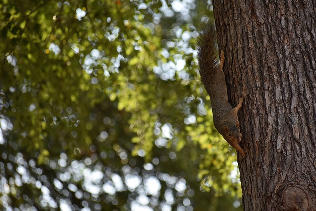 西蒙尼狂吼 西蒙尼狂吼